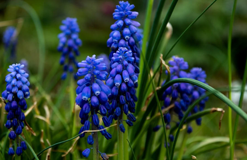 Quand planter des bulbes de Jacinthe ?