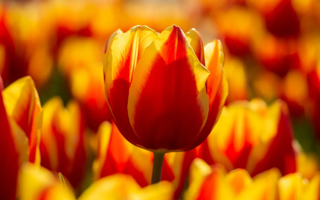 Quand planter des bulbes de Tulipes ?