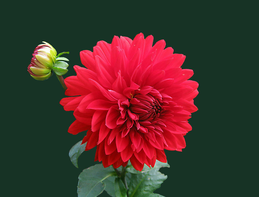 Comment conserver les bulbes de Dahlias ?