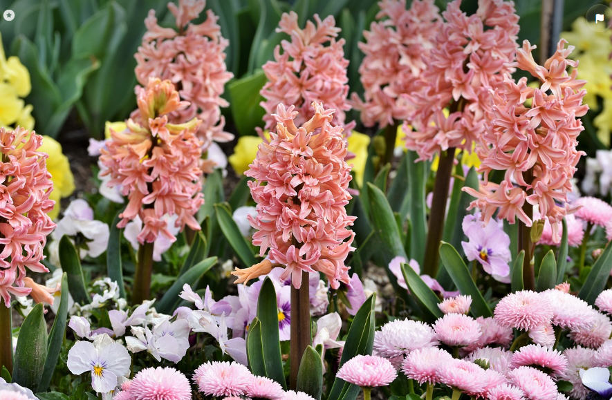 Comment conserver les bulbes de Jacinthe et Tulipes ?