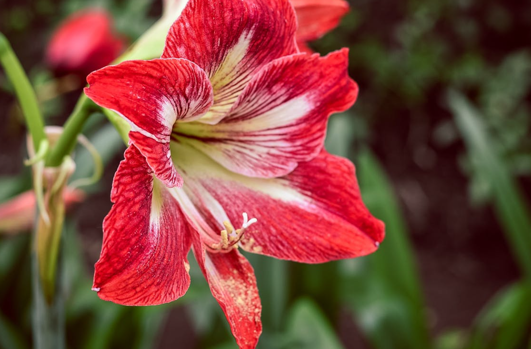 Comment conserver & quand planter des bulbes de Lys et d'Amaryllis ?