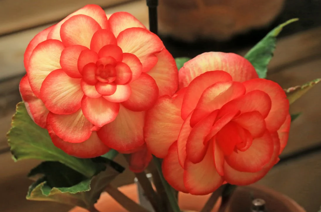 Bégonias & Pivoines : Comment conserver & quand planter ces bulbes ?