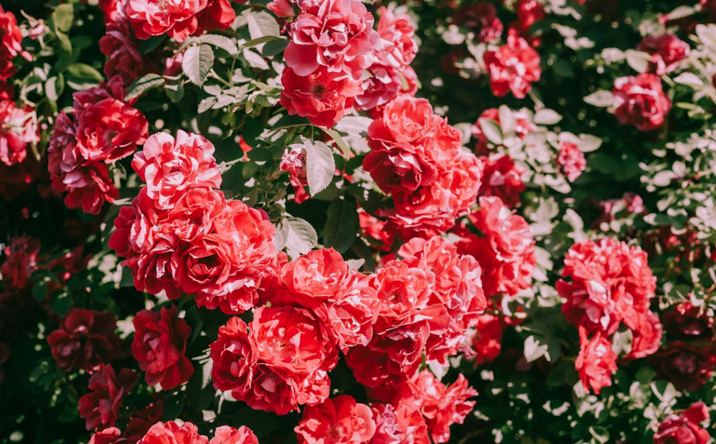 Quand planter un rosier en terre ?