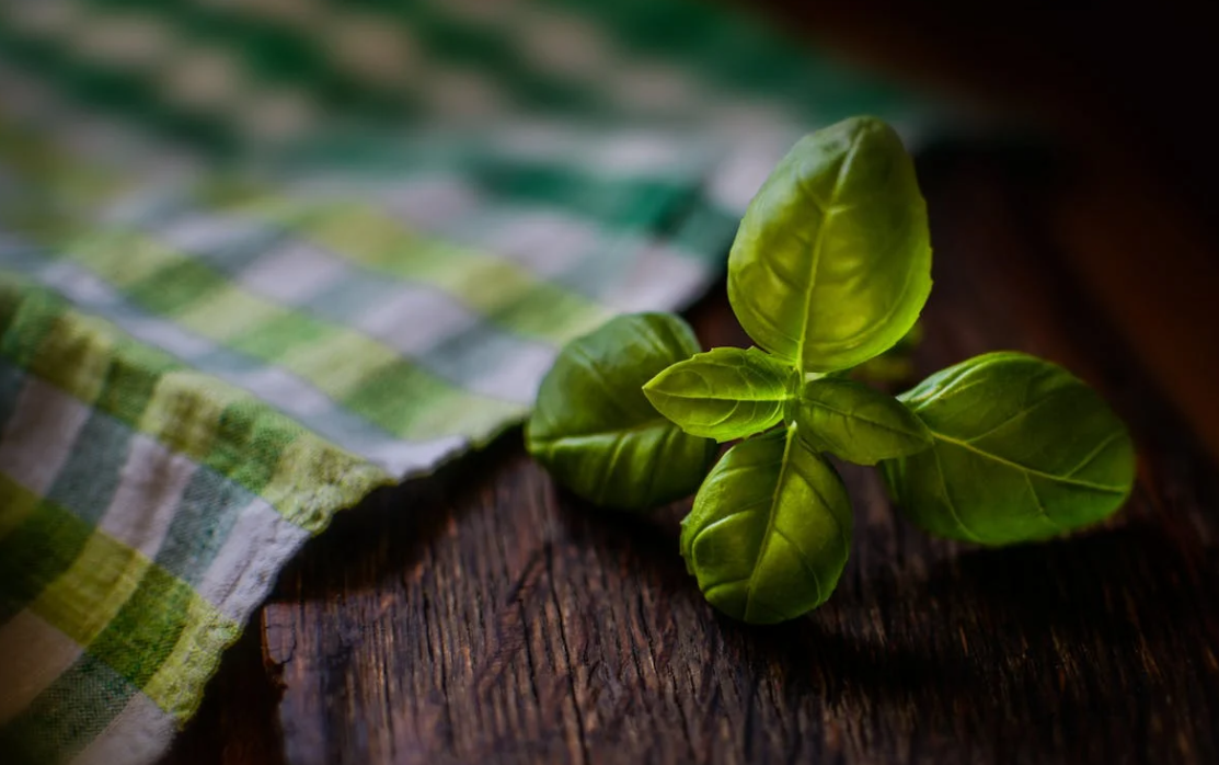 Comment conserver un plant de basilic dans la maison