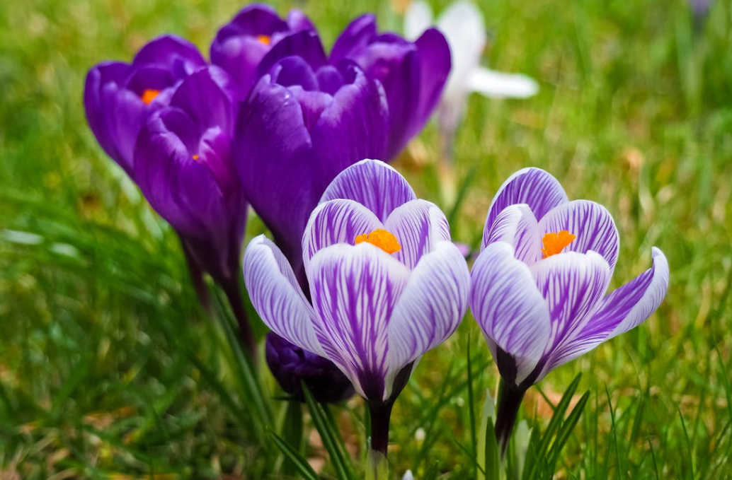 Achat Bulbe de Crocus : Livraison bulbes de fleur en ligne