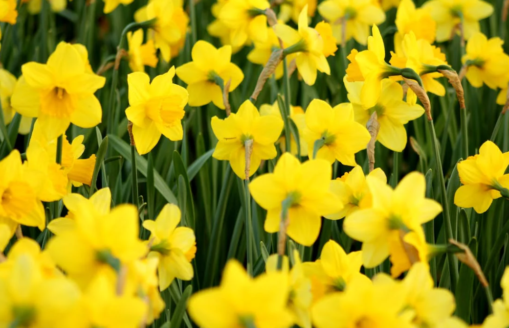 Achat Bulbe de Jonquille : Acheter des bulbes de Jonquilles