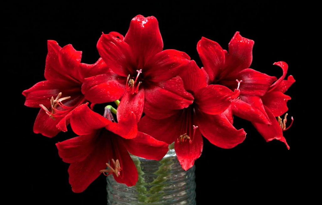 Amaryllis : Acheter des bulbes d'Amaryllis en ligne