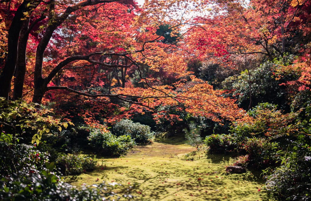 Vente d'érable du Japon en pot pour petit jardin