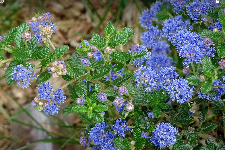 Quand tailler & où planter le Céanothe ?