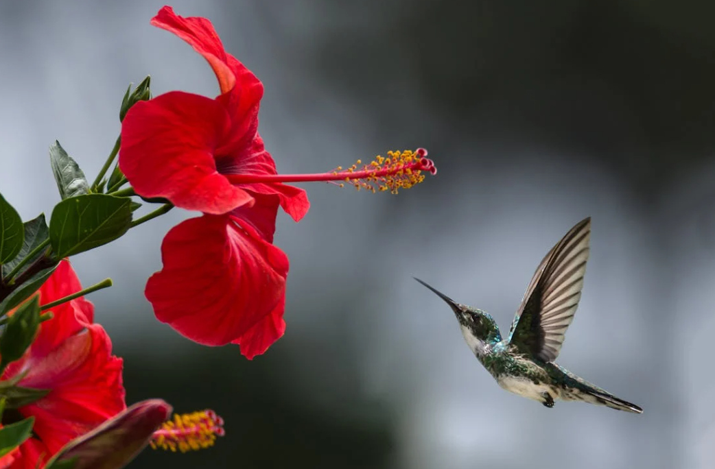 Quels sont les bienfaits des fleurs d'hibiscus ?