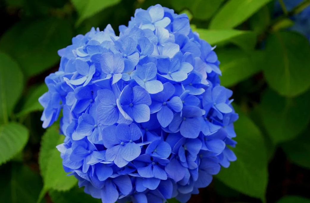 Où placer un hortensia dans le jardin ?