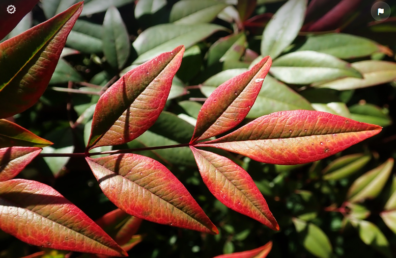 Bambou Sacré Nandina : Où placer un bambou sacré ?