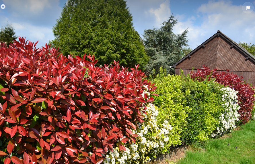 Arbuste Photinia Carré Rouge pour Haie au meilleur Prix