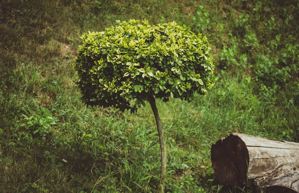 Buis Buxus Boule : Quand & comment entretenir / tailler un buis boule ?