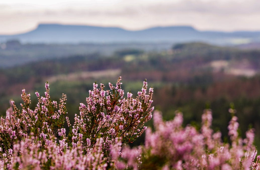 Arbuste à Fleurs : Floraison et Feuillage Parfumé - Vente en ligne