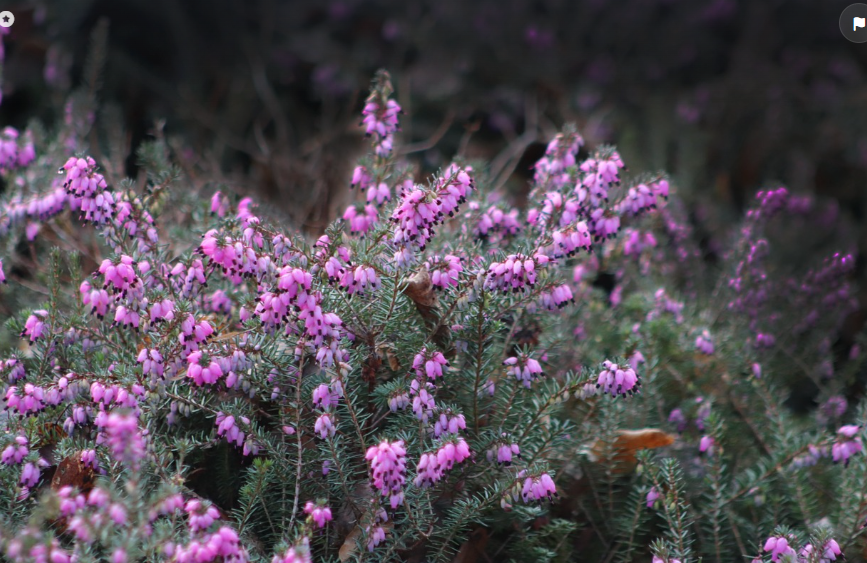 Leucothoe : Où planter un leucothoe ? Plantation, Culture & Entretien