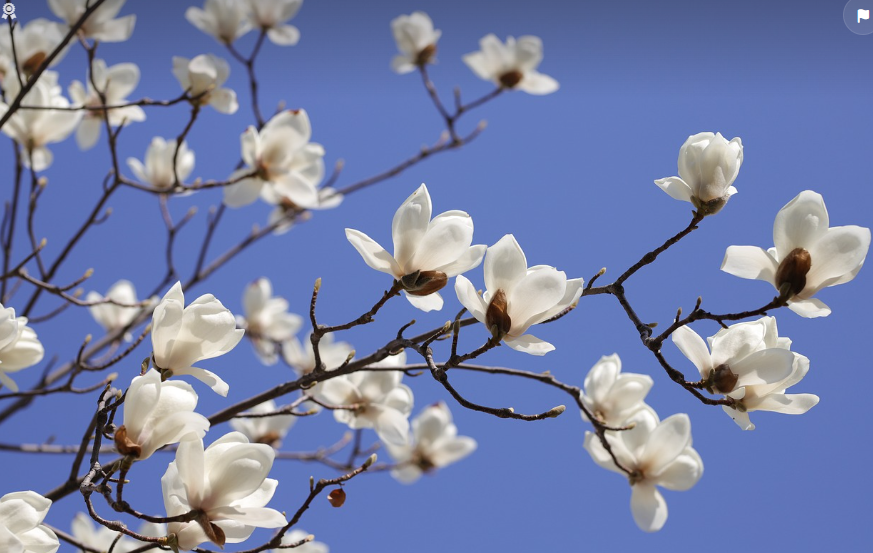 Magnolia : Où planter un magnolia dans le jardin ?