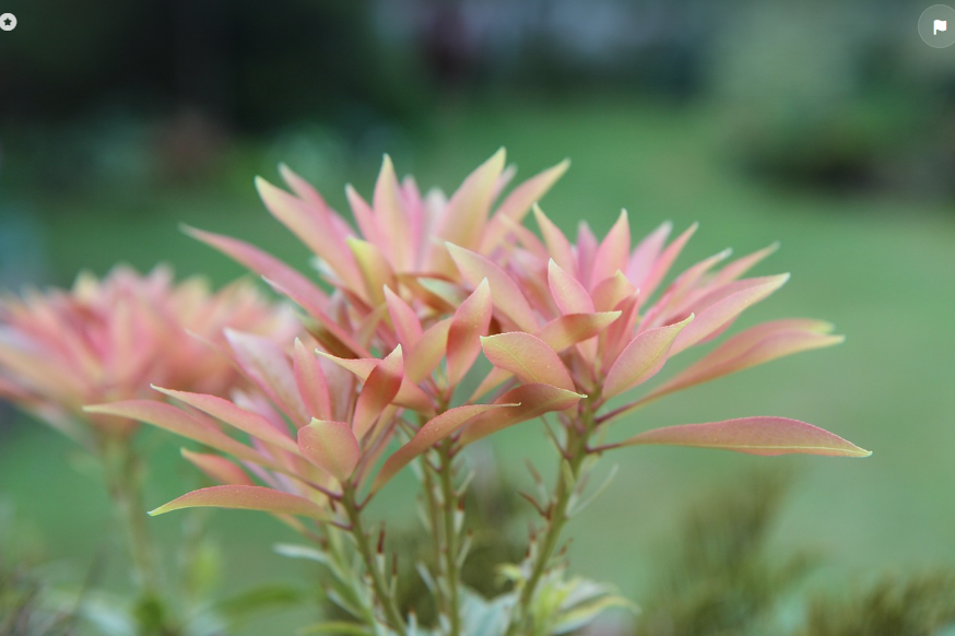 Andromède du Japon Pieris Japonica : Où planter un Leucothoe ?