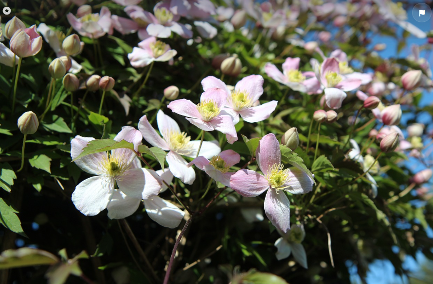 Clematite : Plantation & Entretien : Où et comment planter une clématite ?