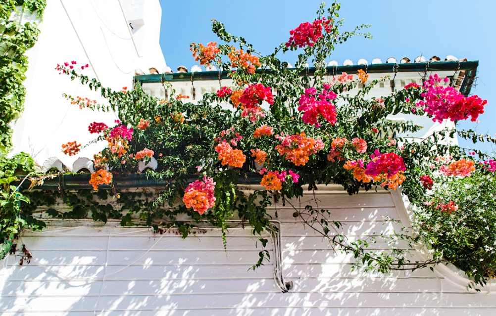 Vente en Ligne d'Arbre et Arbuste pas Cher à Planter dans le Jardin